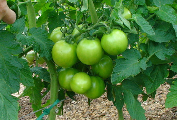 Chín của cà chua Yablonka Nga