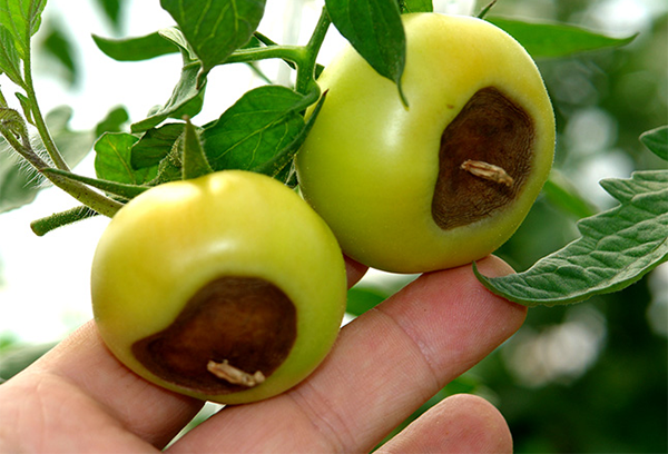 Top rot on tomatoes