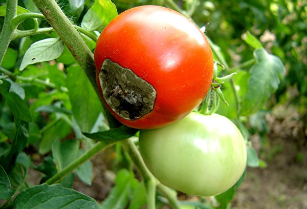 Signs of top rot on tomatoes