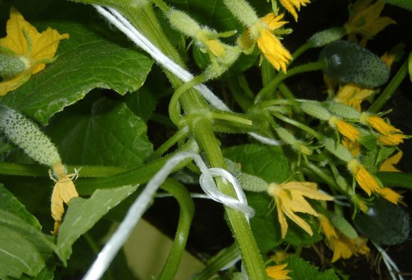 Flowering cucumbers