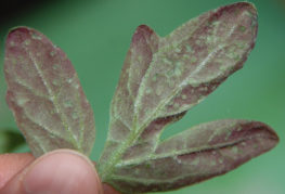 Tomato leaf with a purple tint