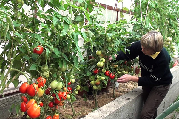 Topdressing av tomater i växthuset
