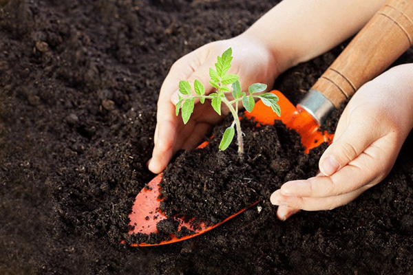 Plantera tomater i bördig jord