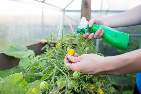 Spraya tomater i ett växthus