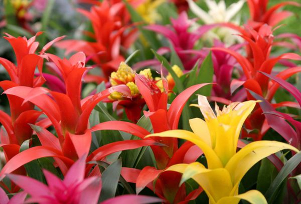 Why guzmania does not bloom: all possible reasons and rules of care
