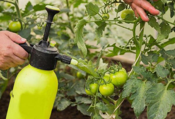 Hur man behandlar tomater från sen blight med Trichopolum eller Metronidazole