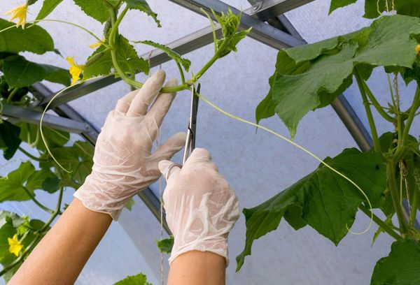 Pruning cucumber whiskers in a greenhouse