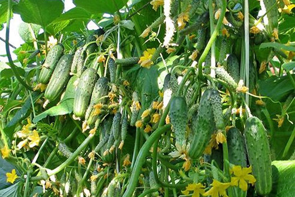 The beginning of fruiting cucumbers Garland