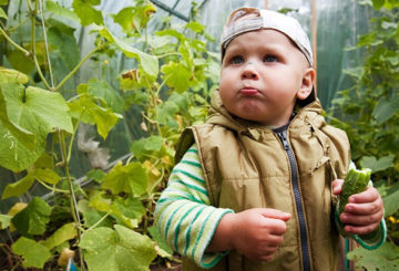 El niño probó el pepino amargo