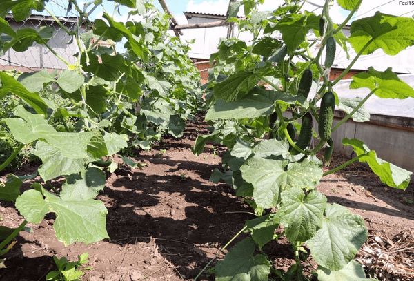 Pepinos de campo abierto