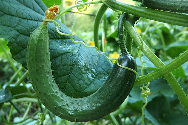 Curvature of greenhouse cucumbers