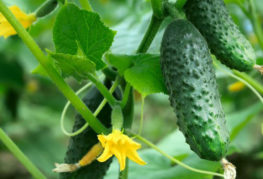 Cucumber variety Murashka F1
