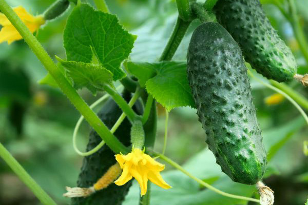 Cucumber variety Murashka F1