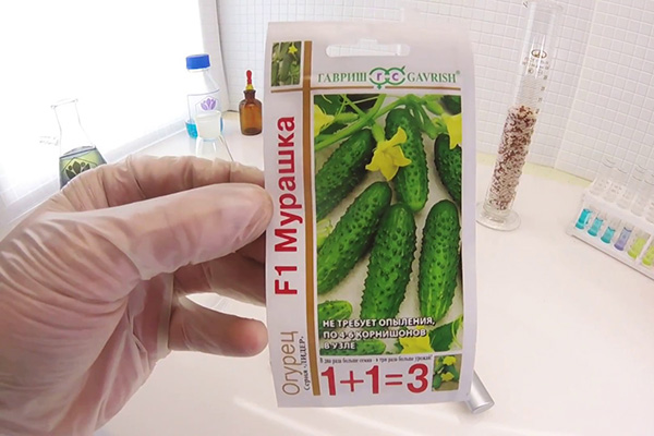 Cucumber seeds Goosebump F1