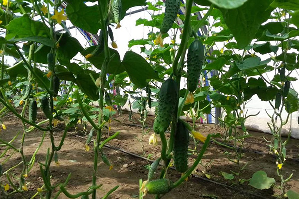 Goosebump cucumbers in the greenhouse