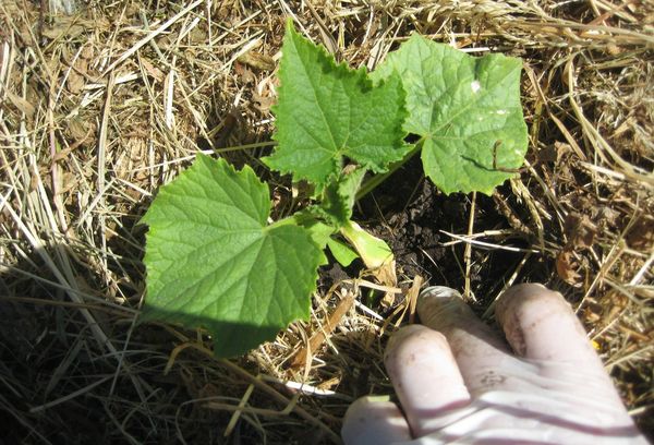 Cucumber seedling in the ground
