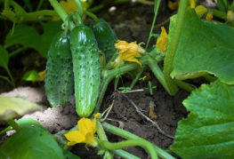 Cucumbers varieties Parisian gherkin