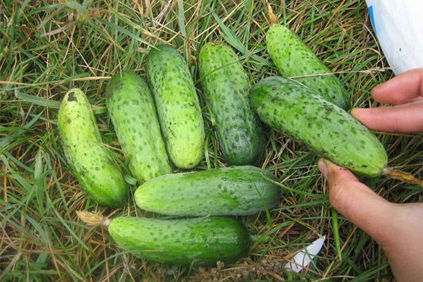 Cucumbers Parisian gherkin