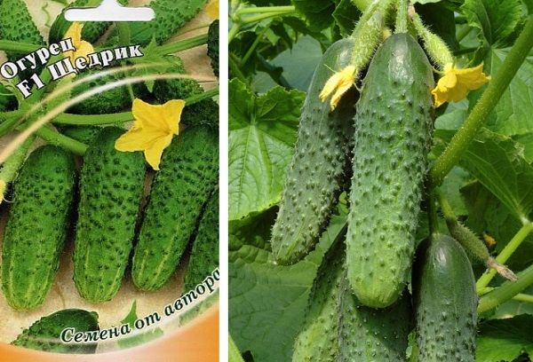 Hybrid cucumbers Shchedryk