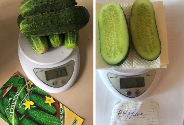 Weighing cucumbers