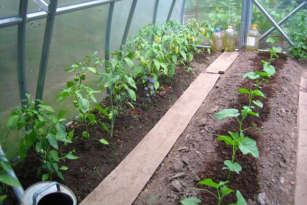 Gurkor och paprika i närheten i ett växthus