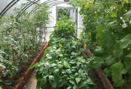 Cucumbers, tomatoes and peppers in the greenhouse