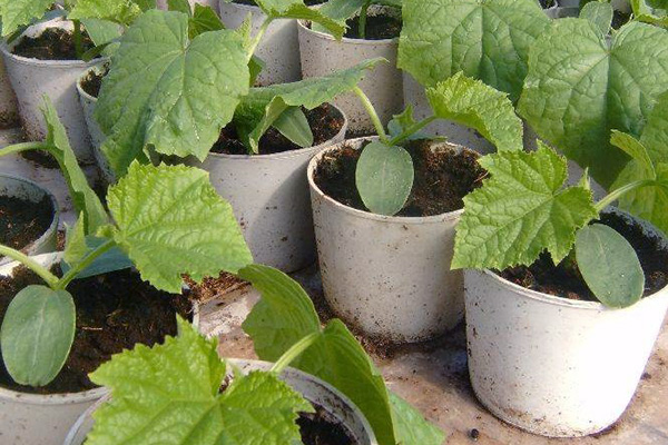 Seedlings of cucumbers in pots