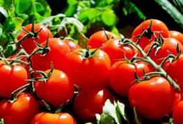 Mogna röda tomater