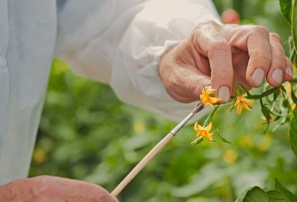 Pollination of tomatoes