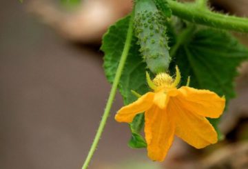 Flor de pepino