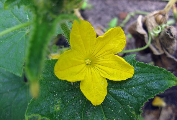 bee-pollinated cucumber variety