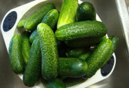 Fresh cucumbers of the Claudia variety