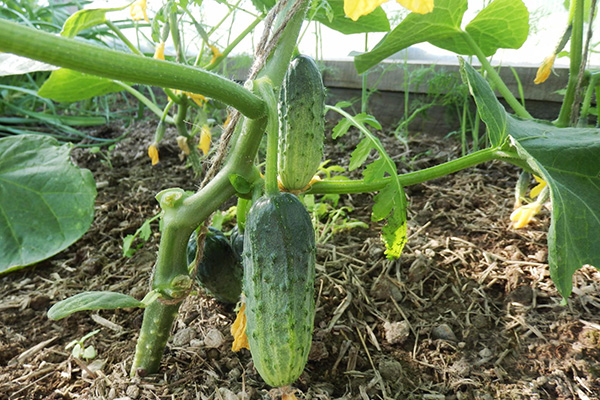 Cucumber variety Competitor in the greenhouse