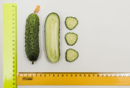 Cucumber variety Shosha F1