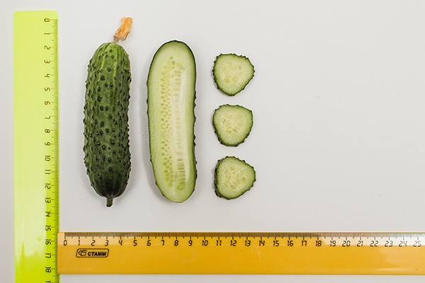 Cucumber variety Shosha F1