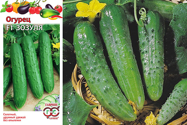 Zozulya F1 cucumber hybrid