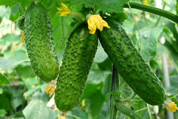 Cucumbers Zozulya F1