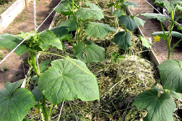 Growing cucumbers