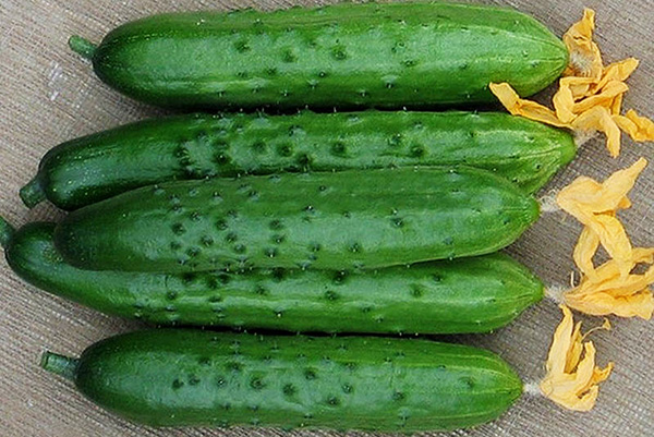 Zozulya cucumbers