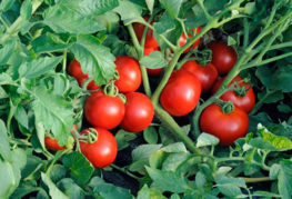Tomatoes Katya F1