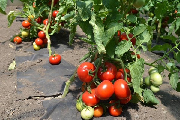 Tomaten telen Katya F1