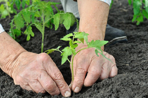 Tomaten planten in de volle grond