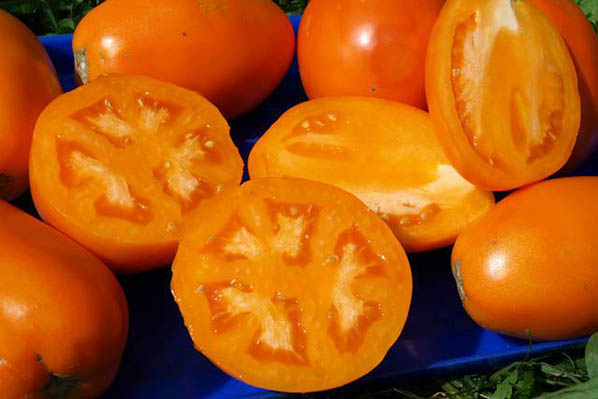 Tomato Golden Konigsberg