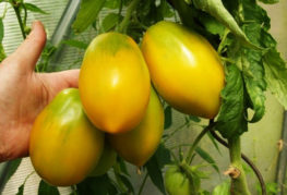 Ripe tomatoes Golden Konigsberg
