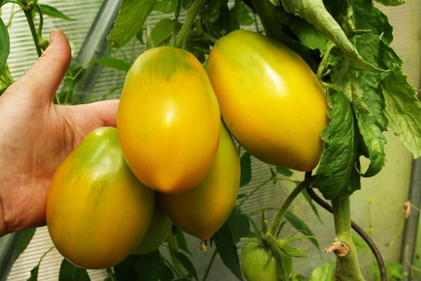 Зрели домати Golden Konigsberg