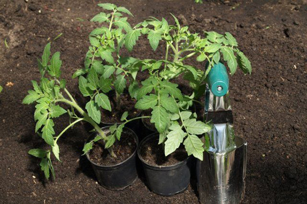 Засаждане на разсад от домати в открита земя