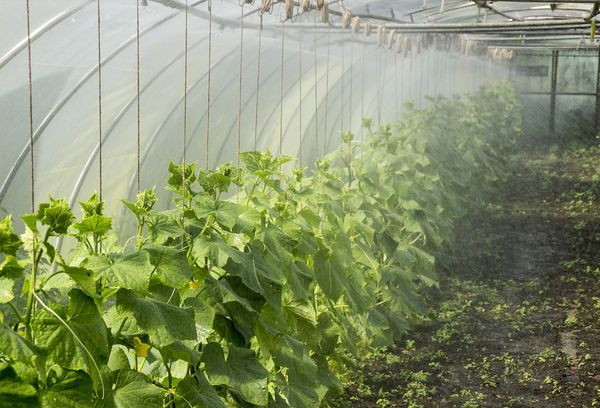  cucumbers in the greenhouse