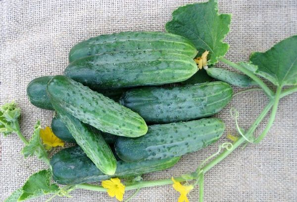 Cucumbers Phoenix
