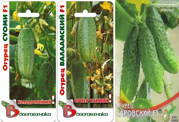 Hybrid varieties of cucumbers