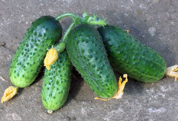 Cucumbers Hercules F1